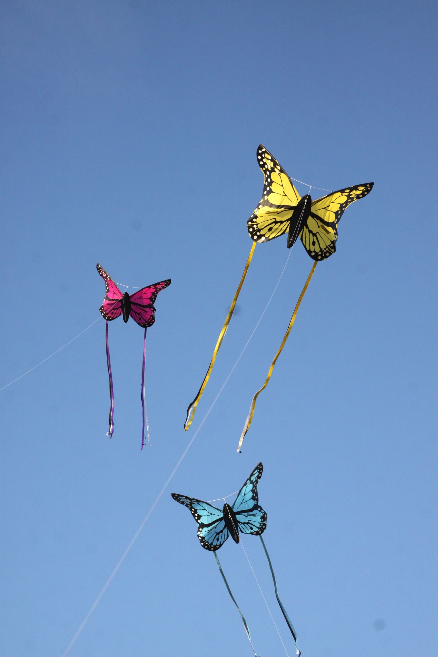 Wolkensturmer | Bella Butterfly Kite